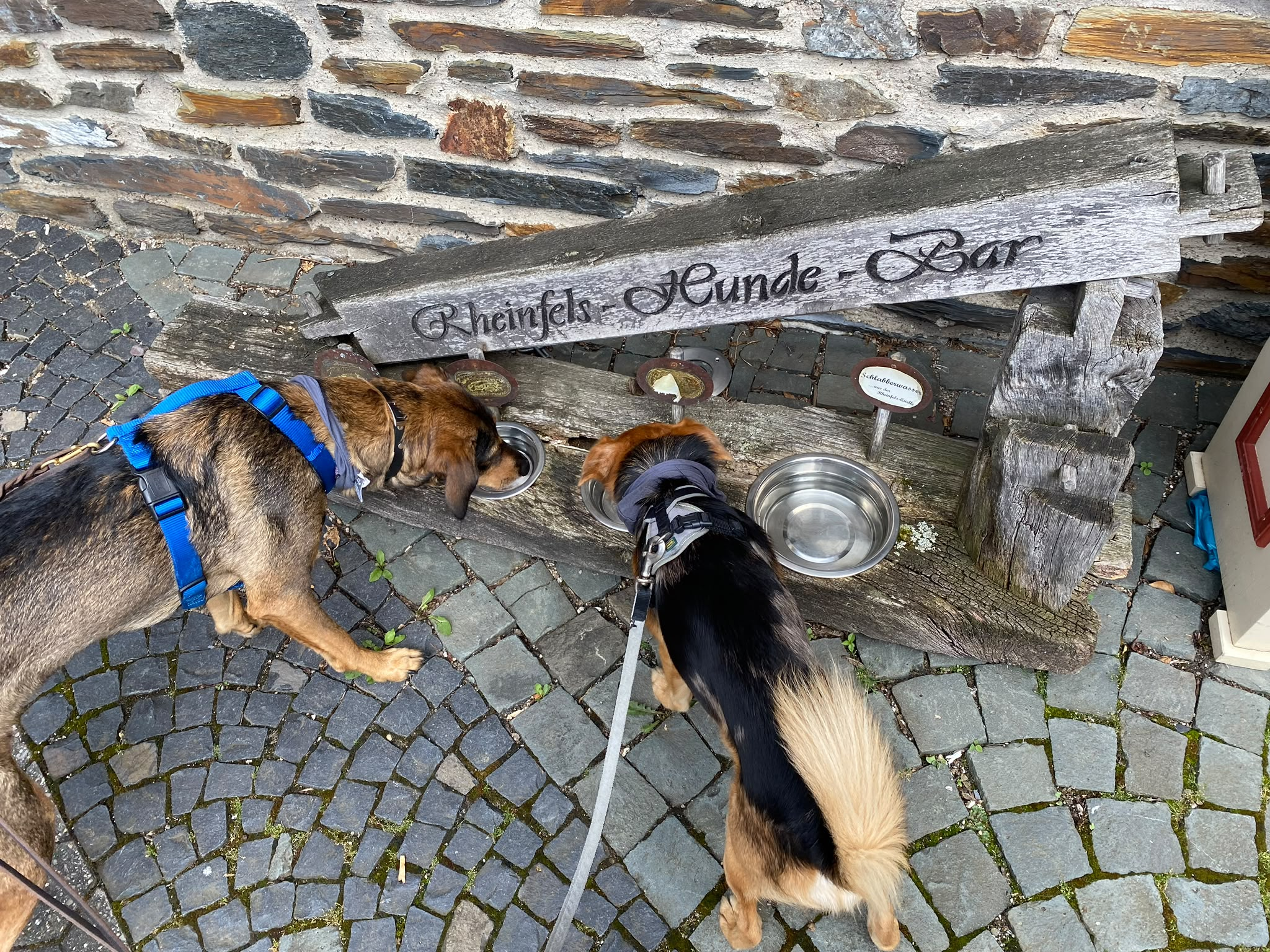 Hund in der Unterkunft